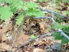 Ovenbird nest